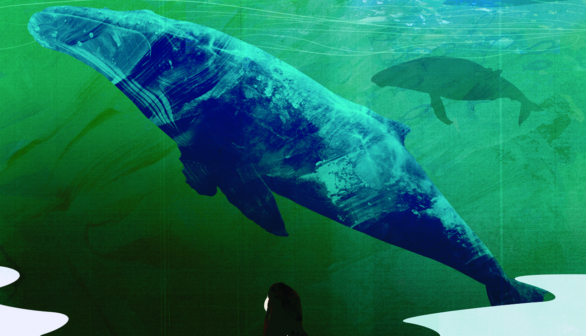 Meet the Animals 55: Blue Whale 