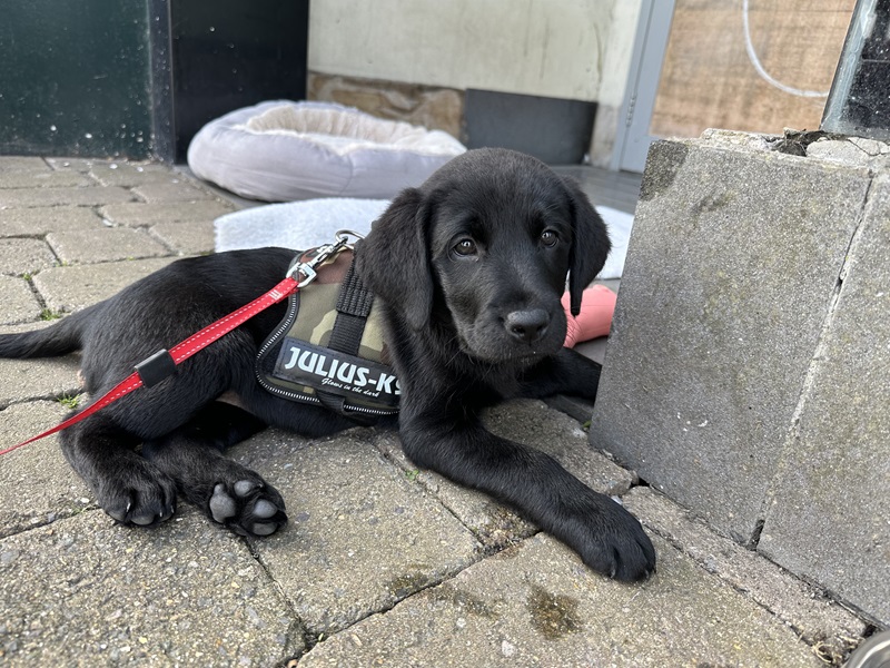 Puppy Bracken is Big Issue vendor Nick Cuthbert's new dog