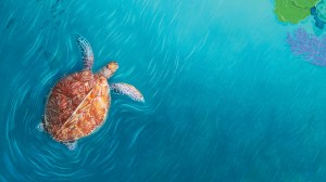 Why I love sea turtles – and why we have to save them