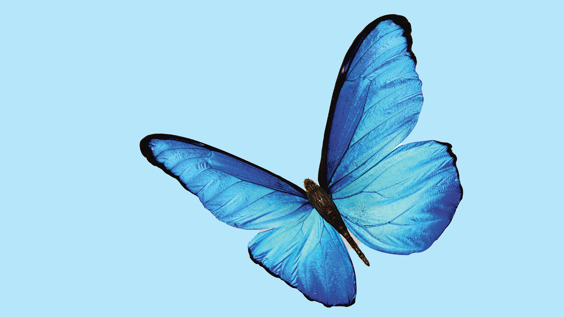 A butterfly