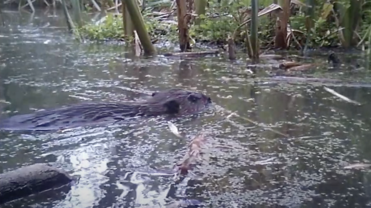 A baby beaver swimming in the water