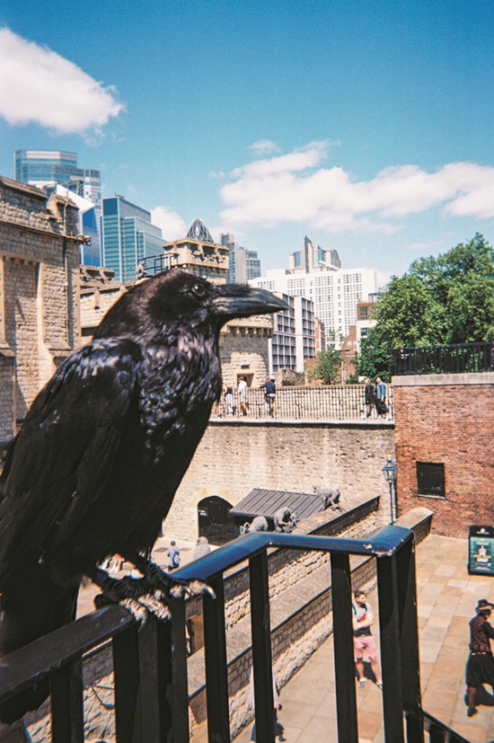 raven at Tower of London