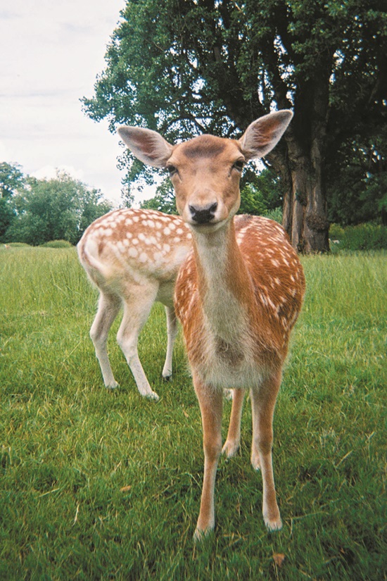 a deer photographed in London